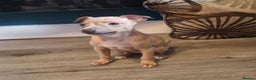 Italian Greyhound dogs for sale: Quality KC Registered Italian Greyhound puppies - Advert 12