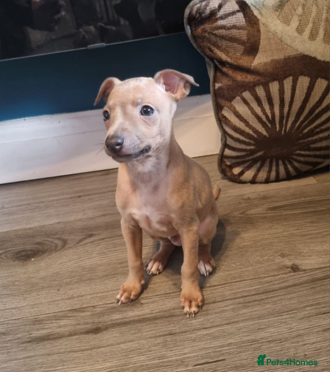 Italian Greyhound dogs for sale: Quality KC Registered Italian Greyhound puppies - Advert 12