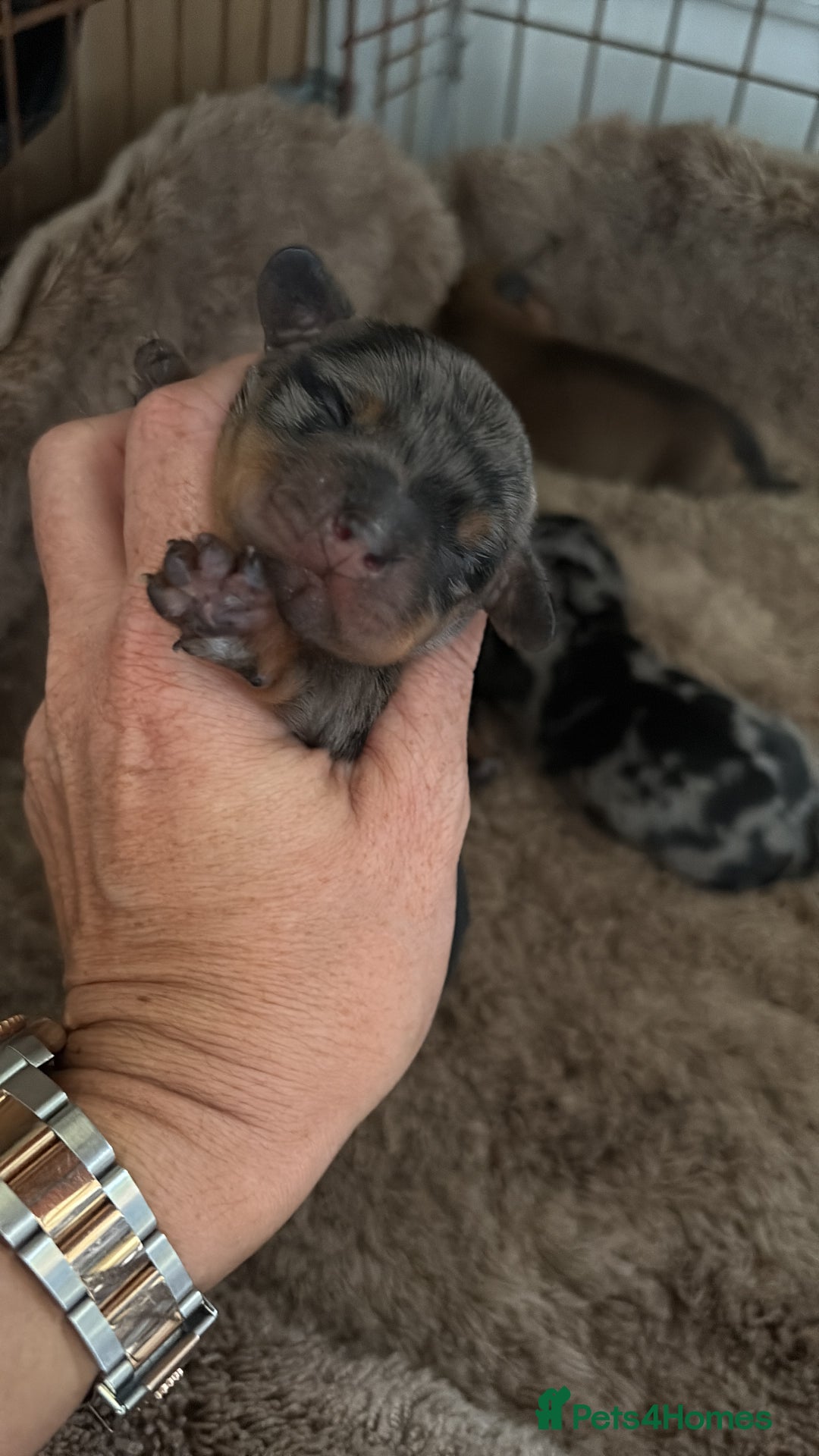 Miniature Dachshund dogs for sale: Miniature Dachshound puppies  - Image 6
