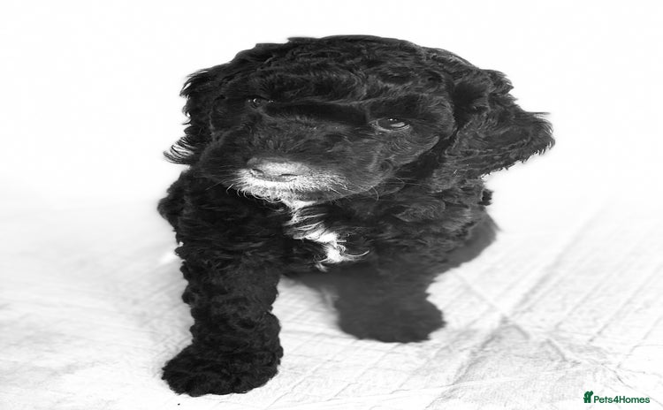 Australian Labradoodle dogs - Advert 1