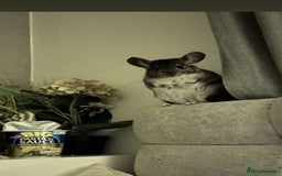 Chinchilla rodents for sale: male chinchilla for sale  - Image 1