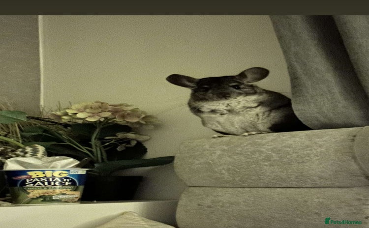Chinchilla rodents - Advert 1