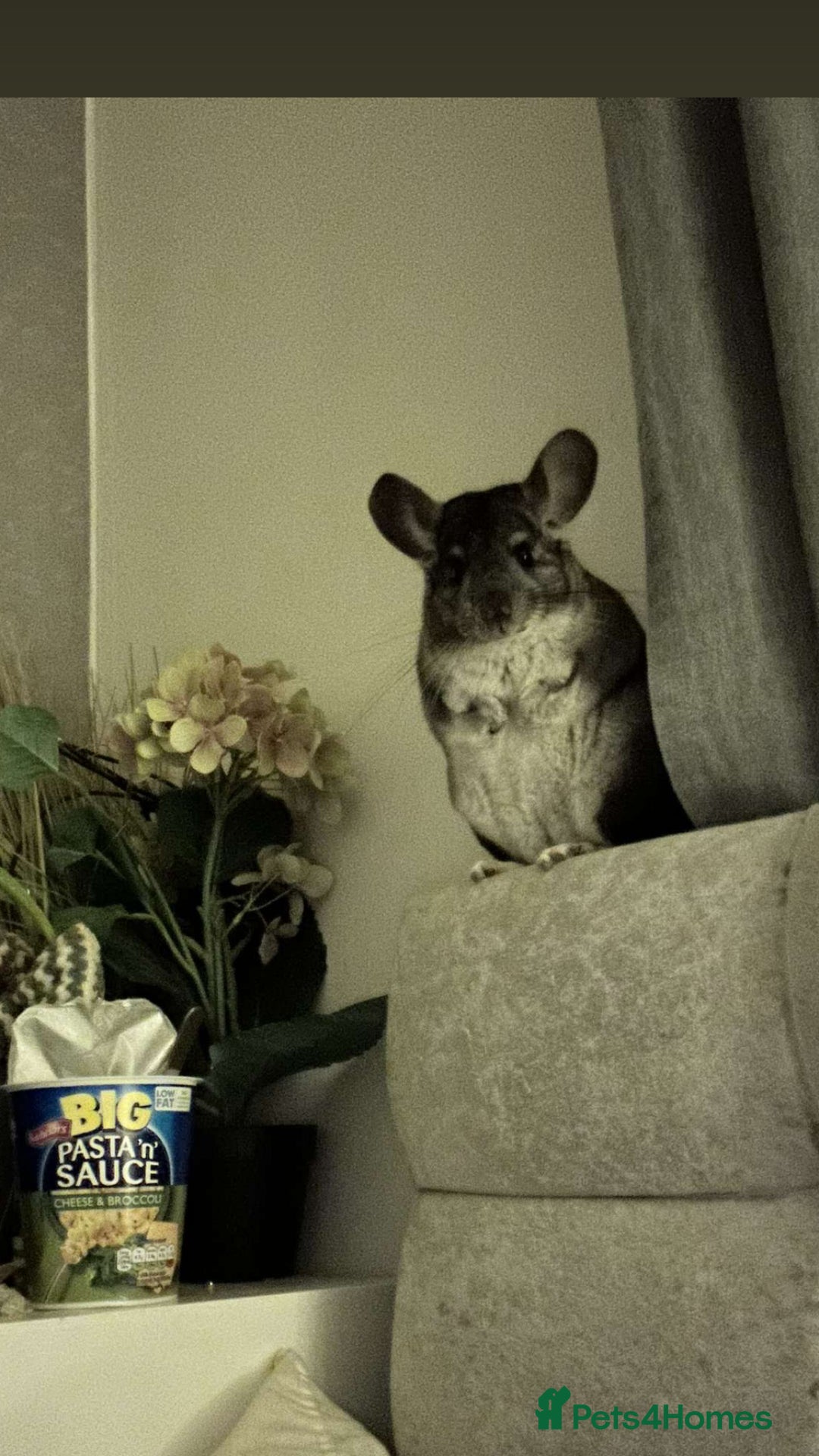 Chinchilla rodents for sale: male chinchilla for sale  - Image 1