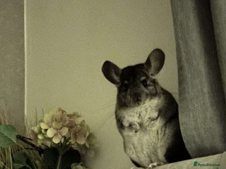 Chinchilla rodents - Advert 10