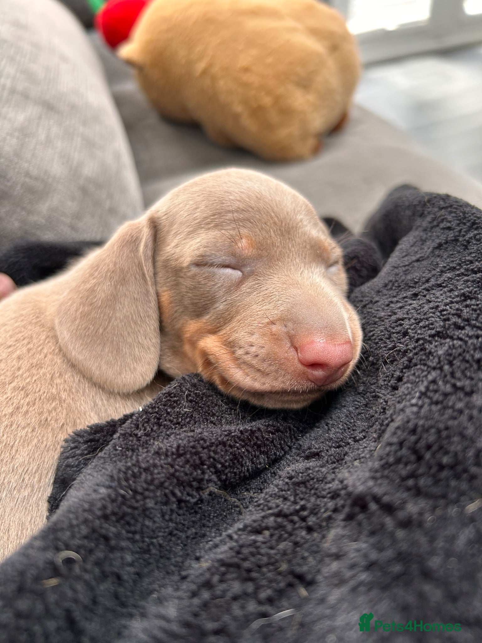 Miniature Dachshund dogs Unique Minature Dachsunds Puppies  - Advert 22