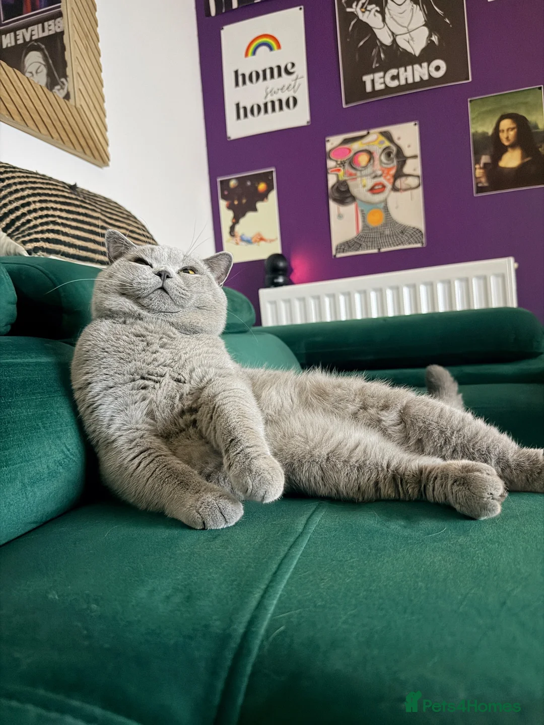 British Shorthair cats for stud: ✨ BSH Blue Carrier of Cinnamon and Fawn 🐾👑 - Advert 2