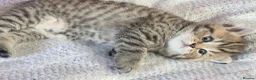 British Shorthair cats for sale: 🐾 Elite Male British Shorthair Kitten - Advert 24