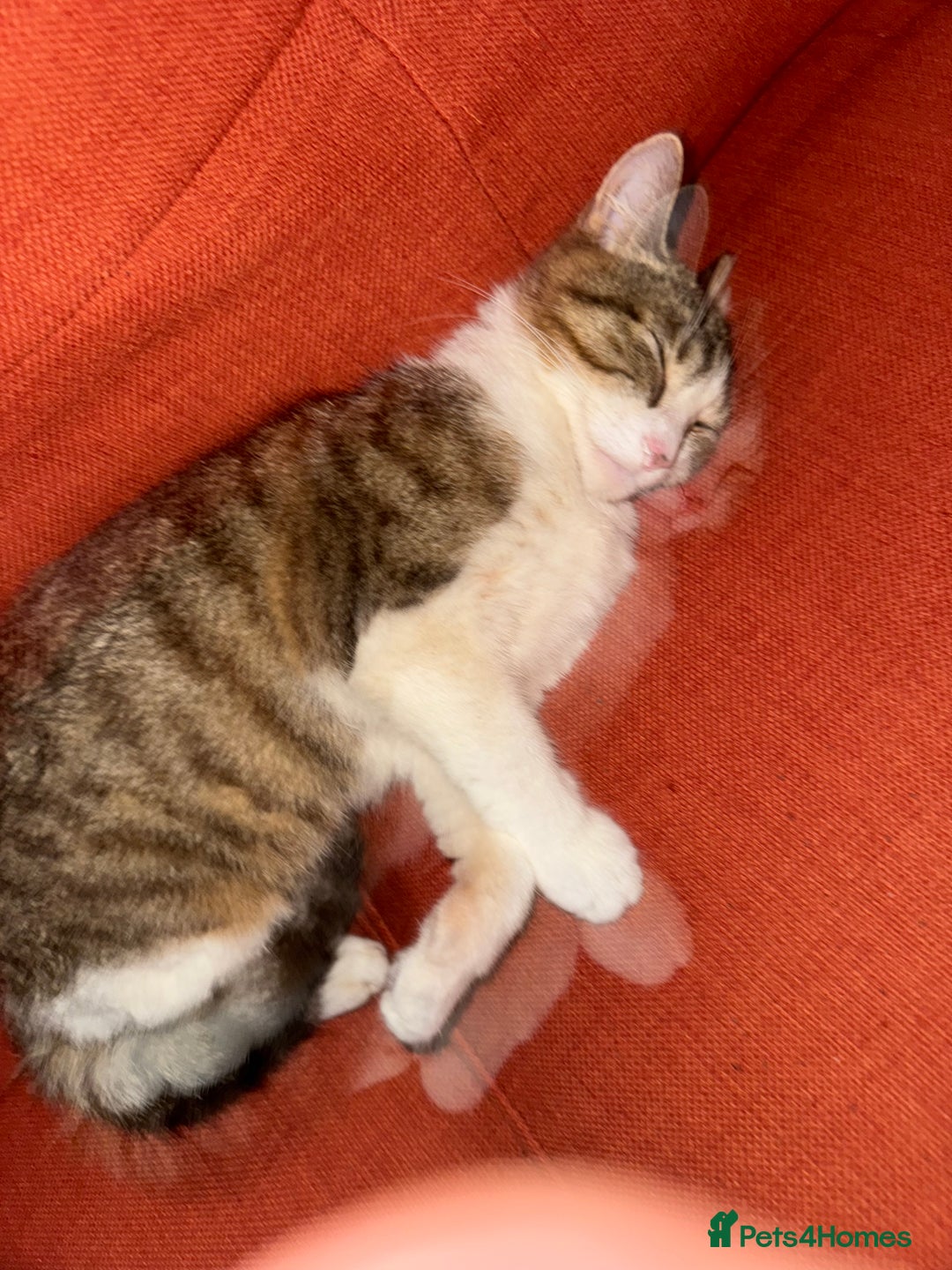 Domestic Shorthair cats for sale: Miss Layla - Advert 2