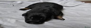 Puppy 6
