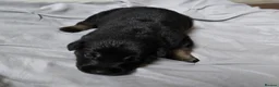Belgian Shepherd Dog dogs for sale: Belgian malinois puppies in Dorchester - Advert 12