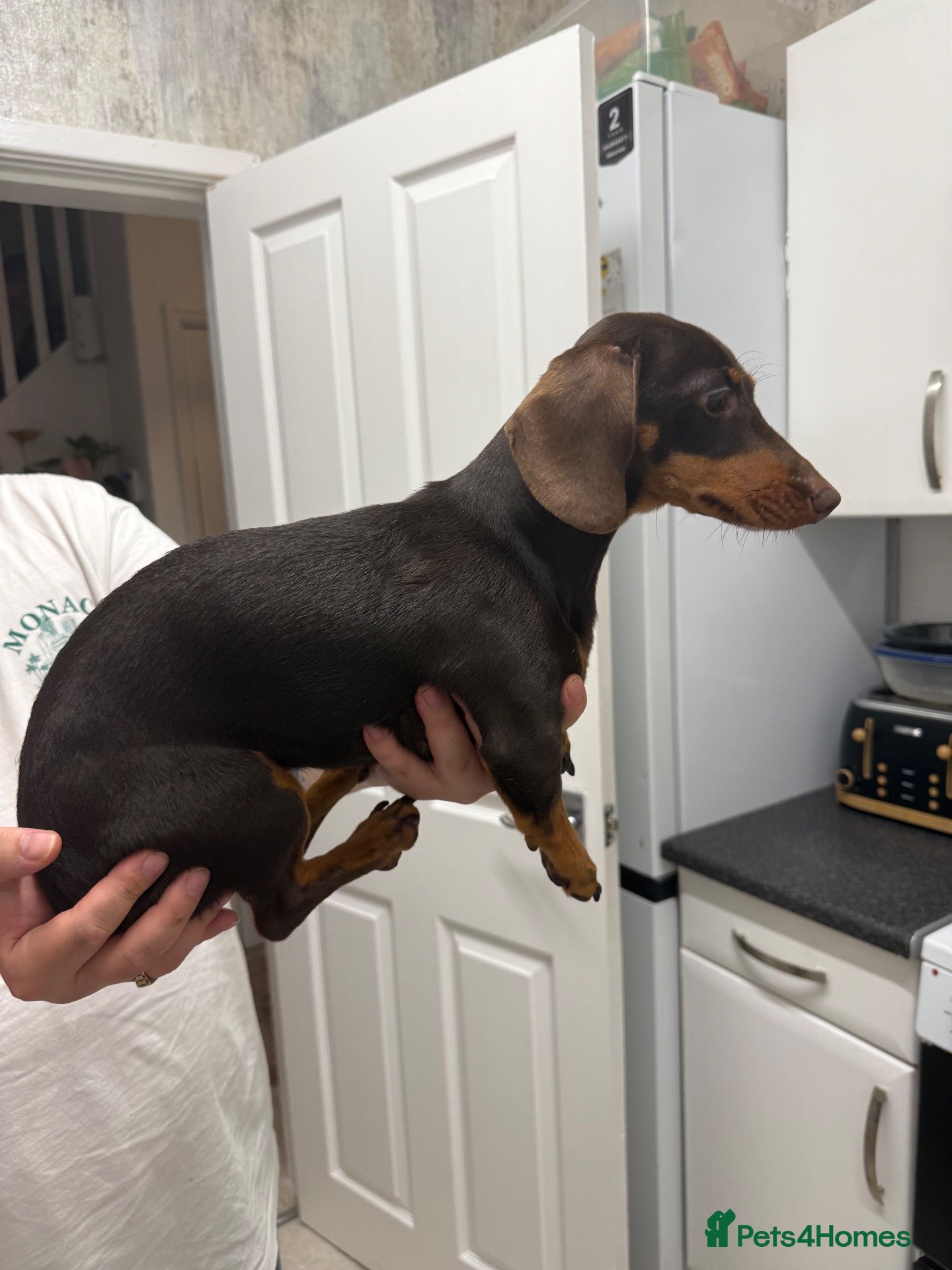 Dachshund dogs for sale: Dashound  - Advert 1