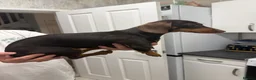 Dachshund dogs for sale: Dashound  - Advert 1