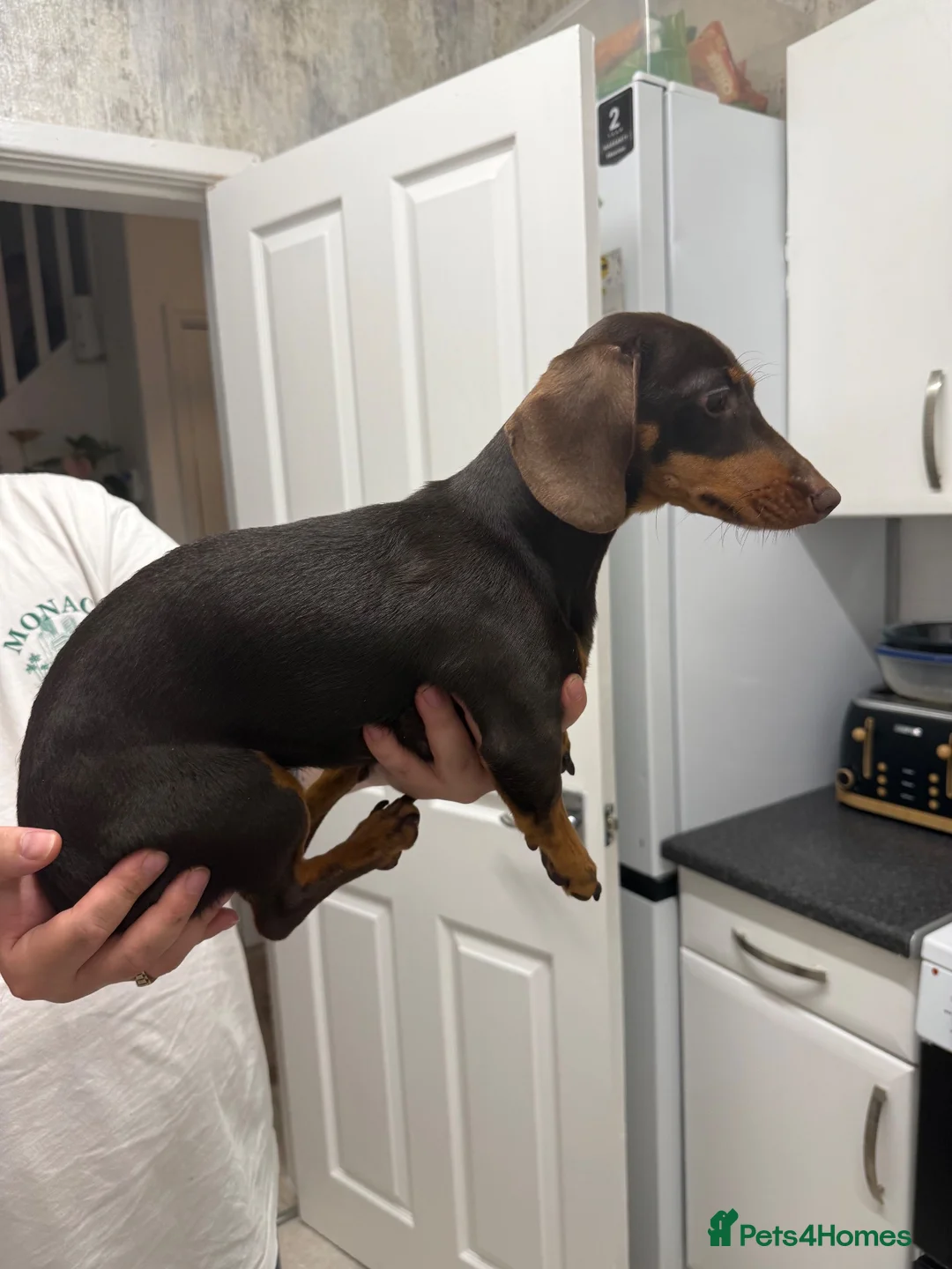 Dachshund dogs for sale: Dashound  - Advert 1