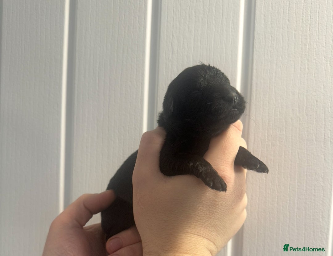 Newfoundland dogs for sale: Stunning Newfoundland Puppies Kc Reg 🐾 - Advert 5