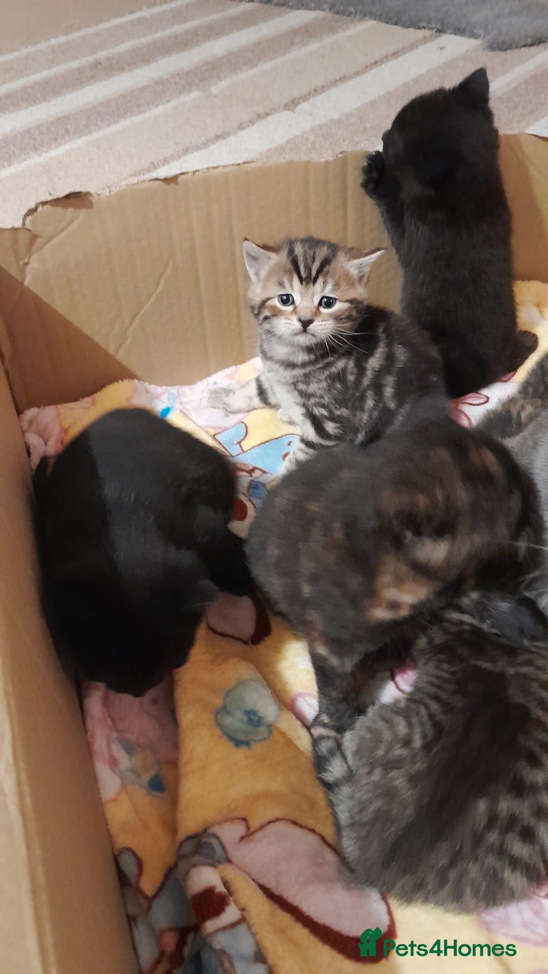 Mixed Breed cats for sale: Gorgeous tabbies/tortie from British shorthair mum - Advert 6