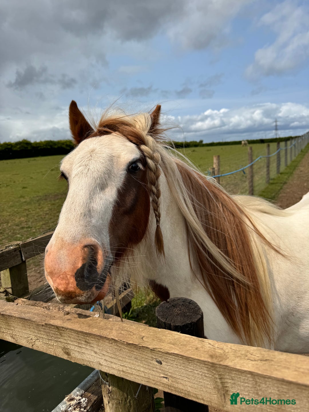 Irish Cob horses for sale: Gelding cob - Advert 4