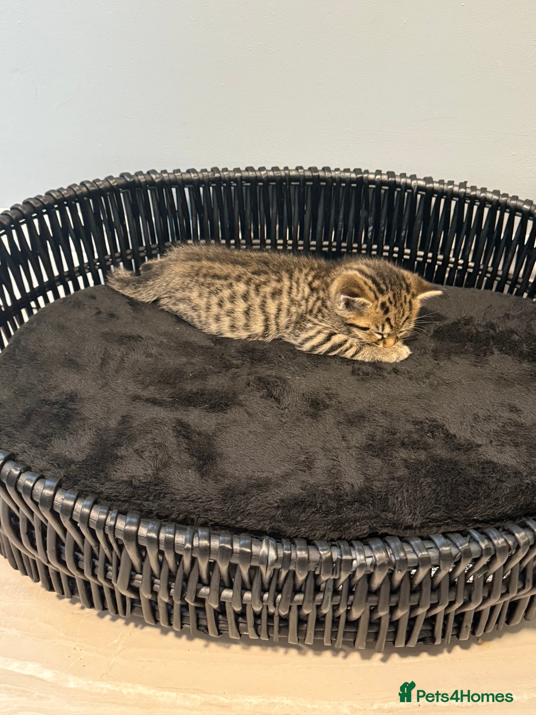 British Shorthair cats for sale: Bella’s Kittens  - Image 10
