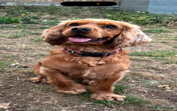 Cocker Spaniel dogs for sale: ✨ Gorgeous Litter of 6 Show Cocker Spaniels✨ - Image 11