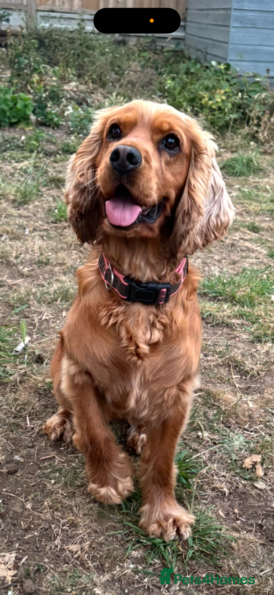 Cocker Spaniel dogs for sale: ✨ Gorgeous Litter of 6 Show Cocker Spaniels✨ - Image 11