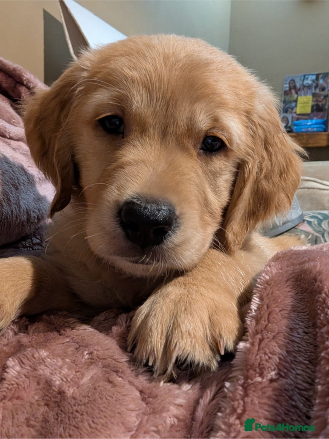 Golden Retriever dogs for sale: KC Registered Golden Retriever Puppies  - Advert 35