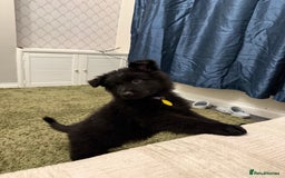 German Shepherd dogs for sale: 2 German Shepard puppies  - Image 6