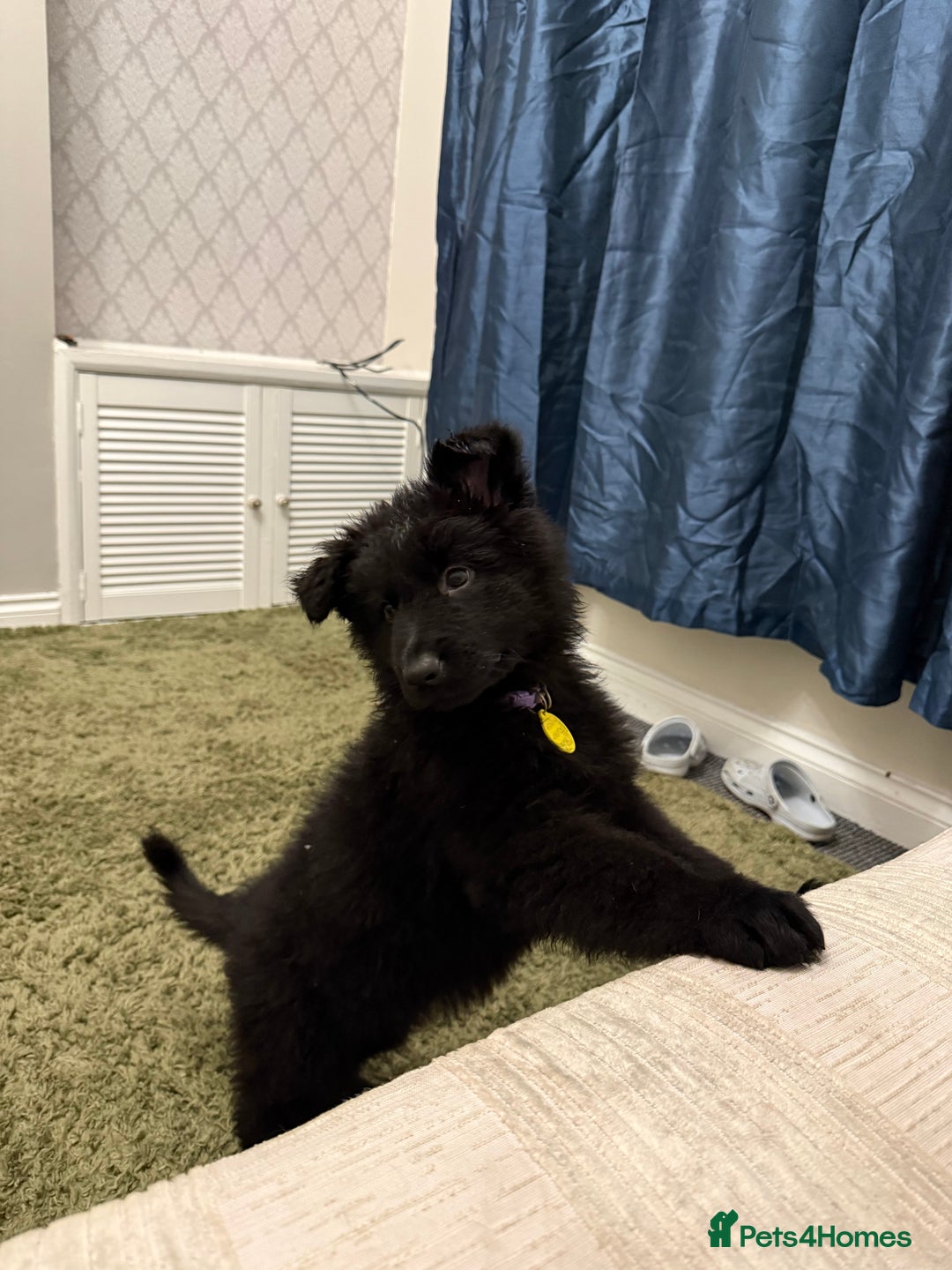 German Shepherd dogs for sale: 2 German Shepard puppies  - Image 6