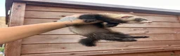 Ferret rodents for sale: 1 sable semi hob left 9 weeks old - Advert 3