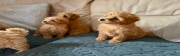 Miniature Poodle dogs for sale: Minature Poodle puppys!🐶🐾 - Advert 22