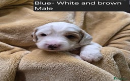 Mixed Breed dogs for sale: Gorgeous pup's for sale - Advert 10