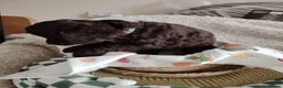 Mixed Breed dogs for sale: CockerJack Doodles  in Norwich - Advert 30