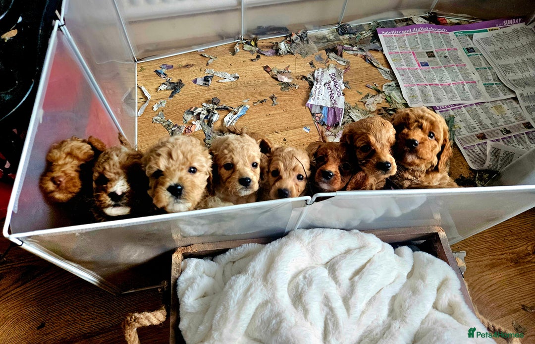 Cavapoo dogs for sale: Cavapoo Puppies  - Image 2