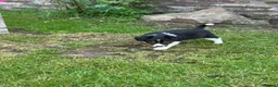 Border Collie dogs for sale: Border collie pups ready to leave now - Advert 21