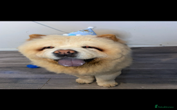 Chow Chow dogs for stud: Cream chow chow Stud  - Image 8