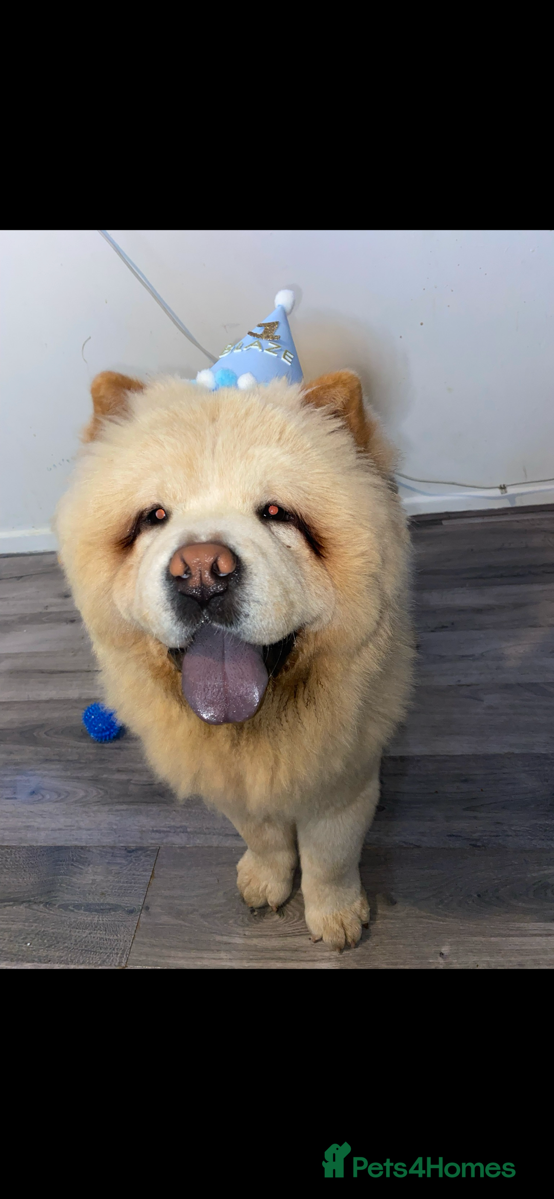 Chow Chow dogs for stud: Cream chow chow Stud  - Image 8
