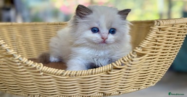 Ragdoll cats - Advert 16
