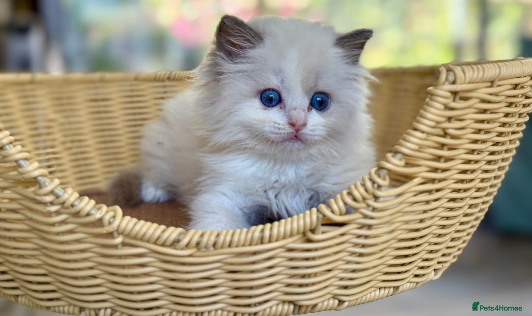 Ragdoll cats for sale: One girl left  - Image 3