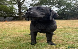 Labrador Retriever dogs for sale: Black Labrador girl for sale - Image 1