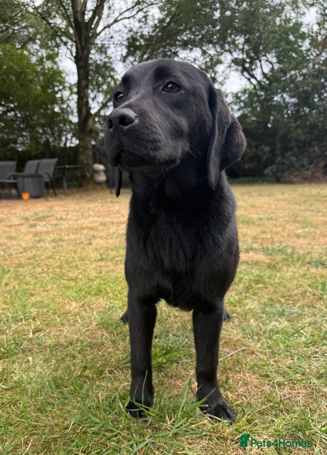 Labrador Retriever dogs for sale: Black Labrador girl for sale - Image 1