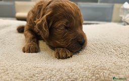 Cockapoo dogs for sale: Beautiful PRA F1B puppies - Image 9