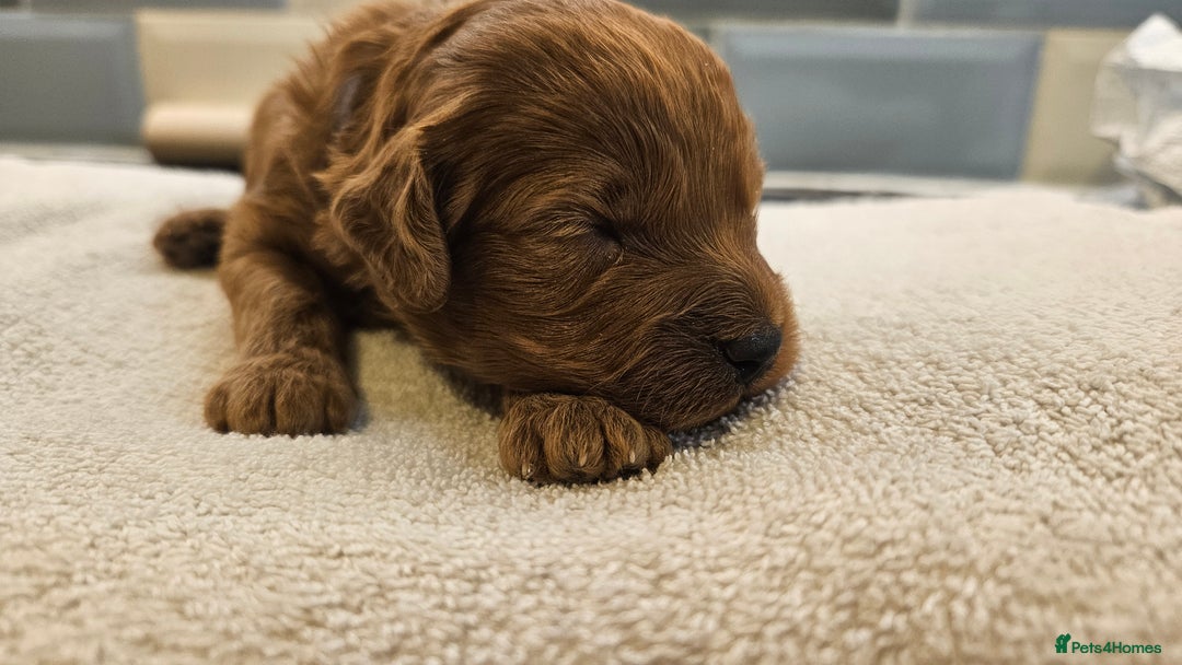 Cockapoo dogs for sale: Beautiful PRA F1B puppies - Image 9