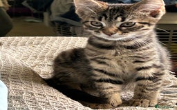 Mixed Breed cats for sale: Beautiful half Maine coon kittens  in Brighton - Image 10