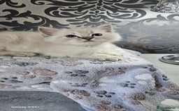 Ragdoll cats for sale: Lilac and blue tica ans Gccf registered ragdolls. - Image 20