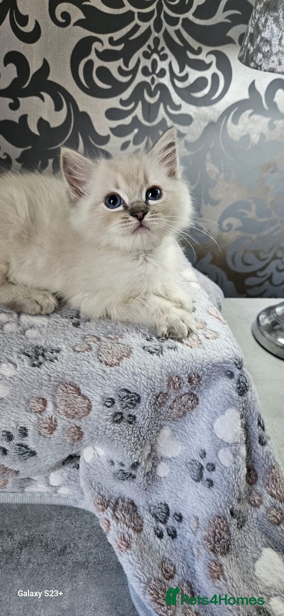 Ragdoll cats for sale: Lilac and blue tica ans Gccf registered ragdolls. - Image 20