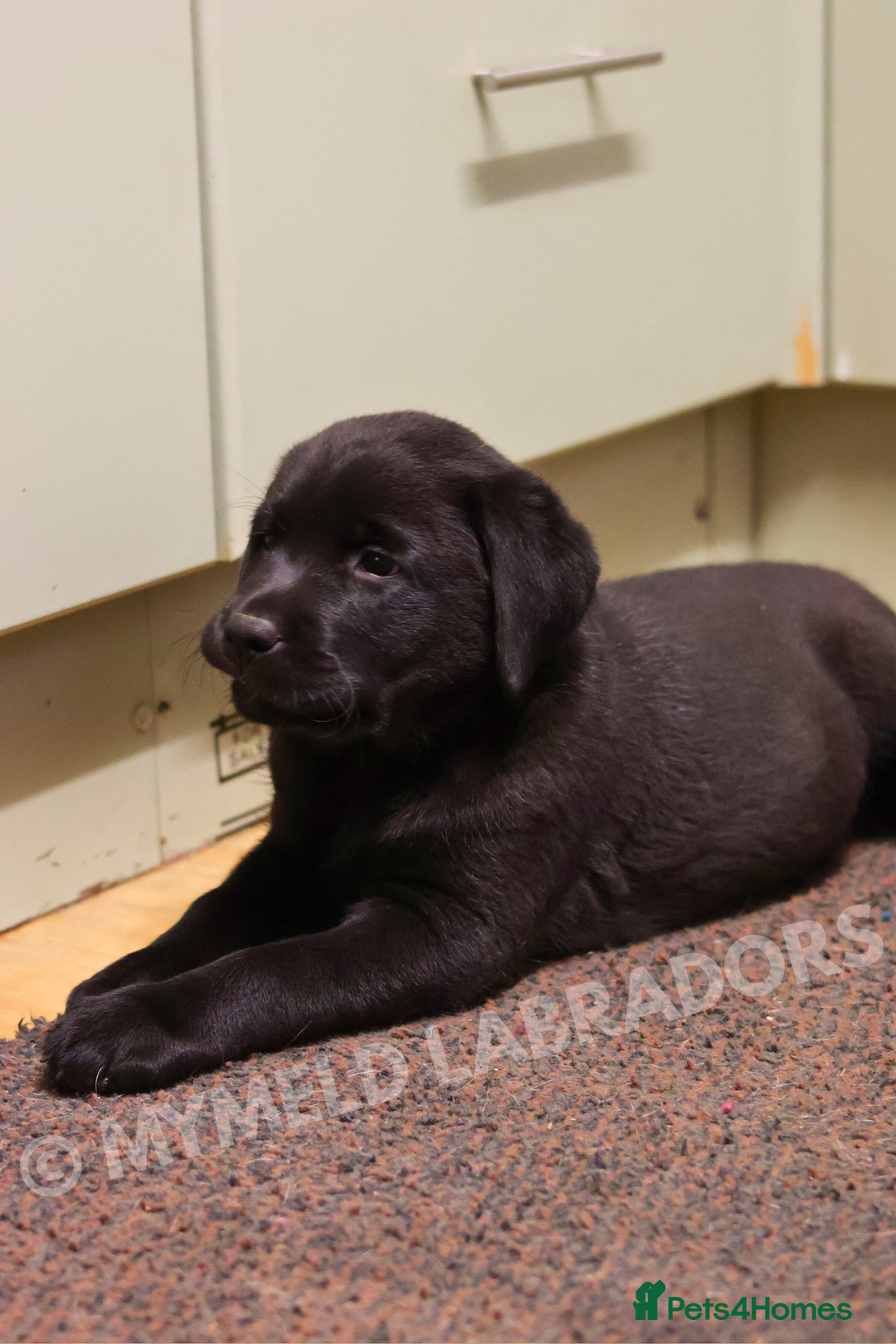 Labrador Retriever dogs for sale: Well bred & fed: Black Boy Ready for New Home🖤🏠 - Advert 8