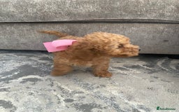Jackapoo dogs for sale: Cream jackapoos f1b short legged  - Image 9