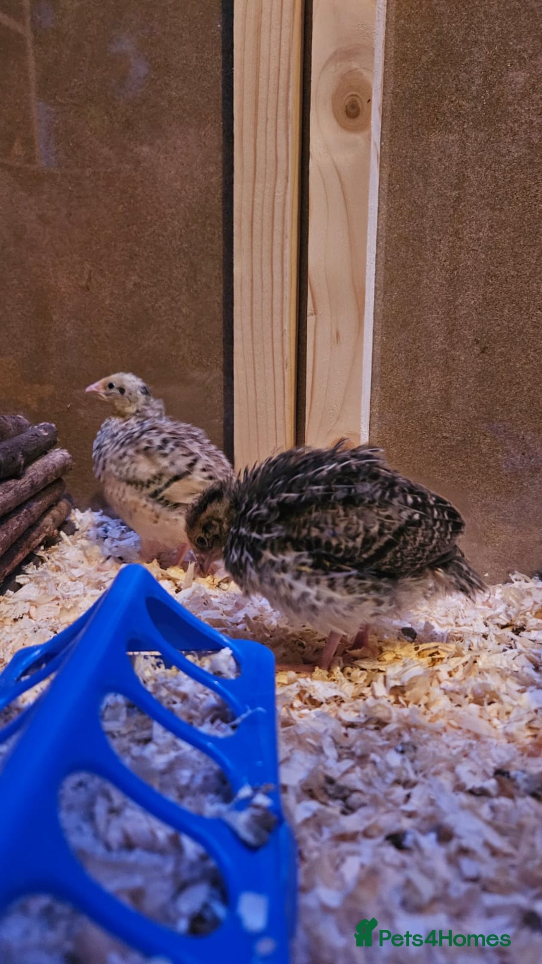 Quail poultry for sale: Beautiful coturnix quail chicks - Advert 2