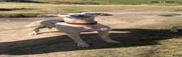 Whippet dogs for sale: Pedigree Pure Breed Whippet Puppies - Advert 1