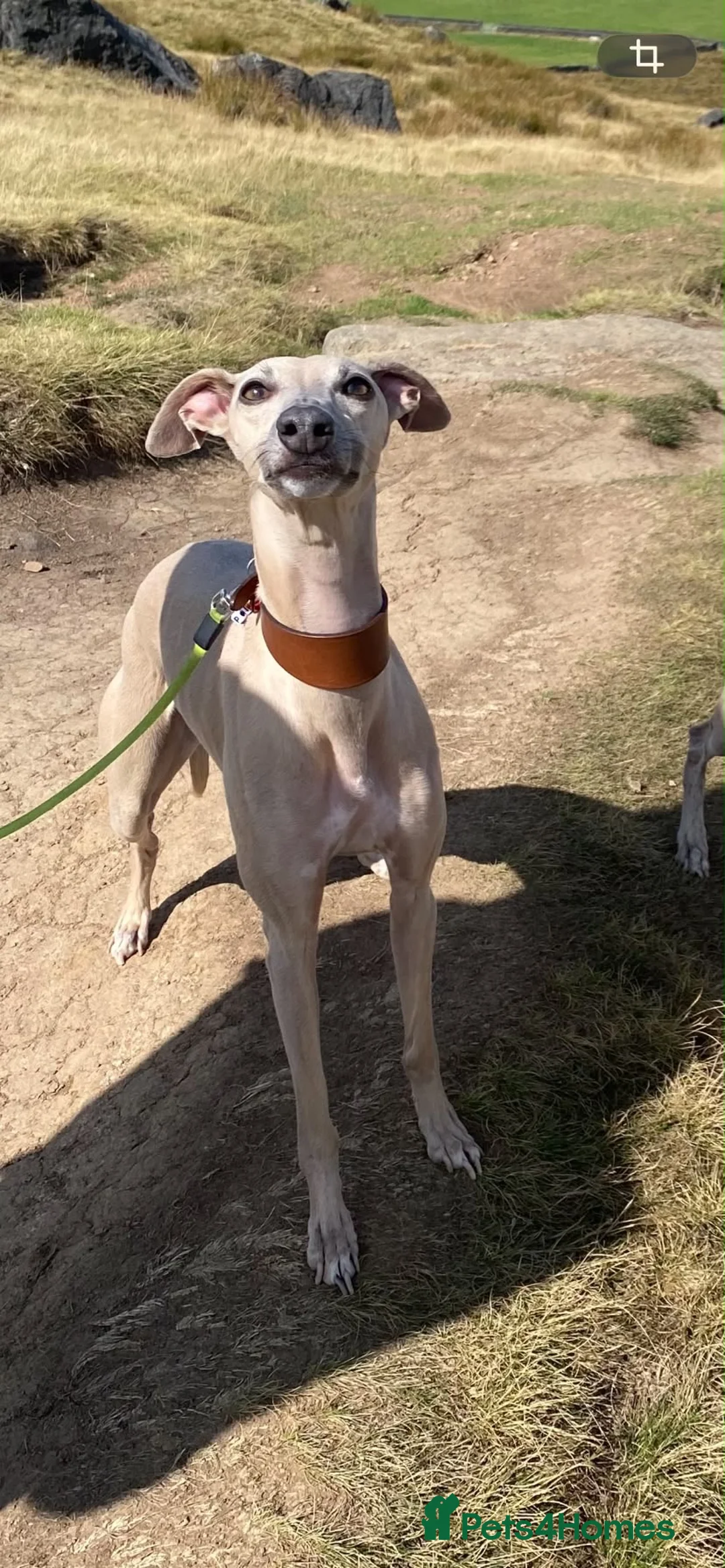 Whippet dogs for sale: Pedigree Pure Breed Whippet Puppies - Advert 1