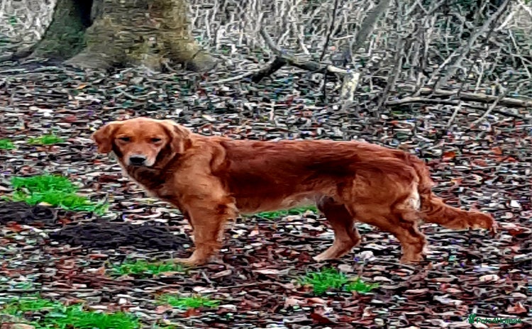 Golden Retriever dogs - Advert 1
