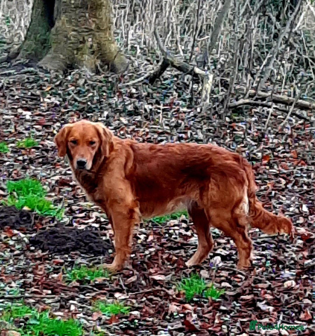 Golden Retriever dogs for sale: Working golden retriever puppies for sale  - Image 1